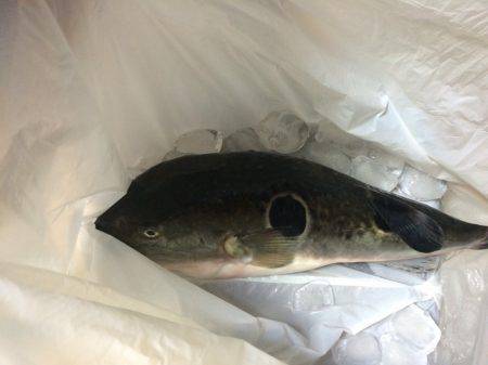 焼津近海　クルーズ釣果